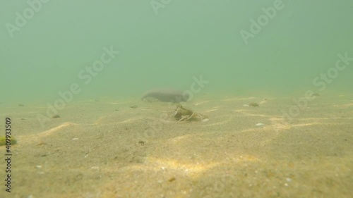 View of a sea crab in the black sea in the sand
