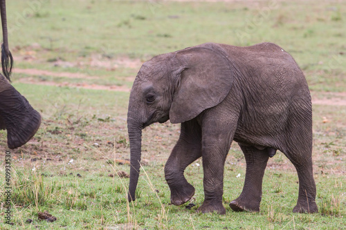 Elephant calf walking in the Masai Mara National Park in Kenya