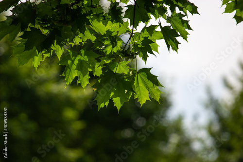 Green maple leaves on a dark background