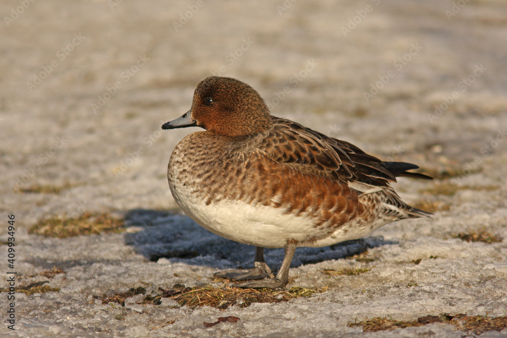 Female Eurasian wigeon, Anas penelope standing alone on icy ground Female Eurasian wigeon, Anas penelope standing alone on icy ground
