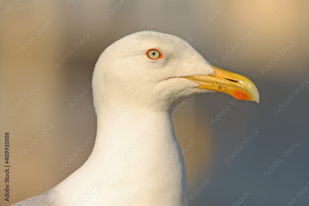 Close-up portrait of European herring gull, Larus argentatus profile on light background Close-up portrait of European herring gull, Larus argentatus profile on light background