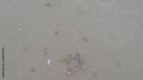Small sea crabs at the bottom of the sea
