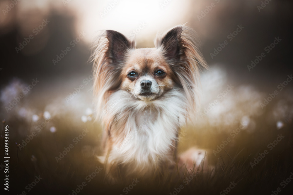 Brown Dreamy Chihuahua Portrait
