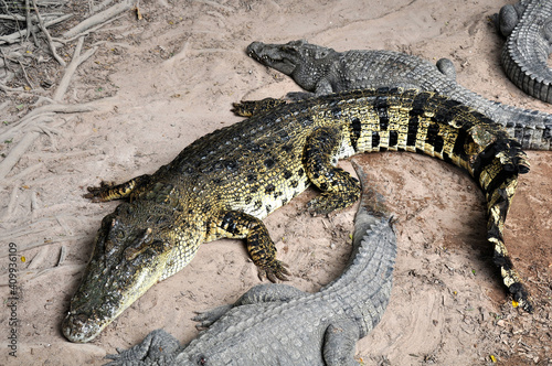 A large alligator in a free-range enclosure