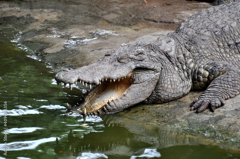 Obraz premium A large alligator in a free-range enclosure