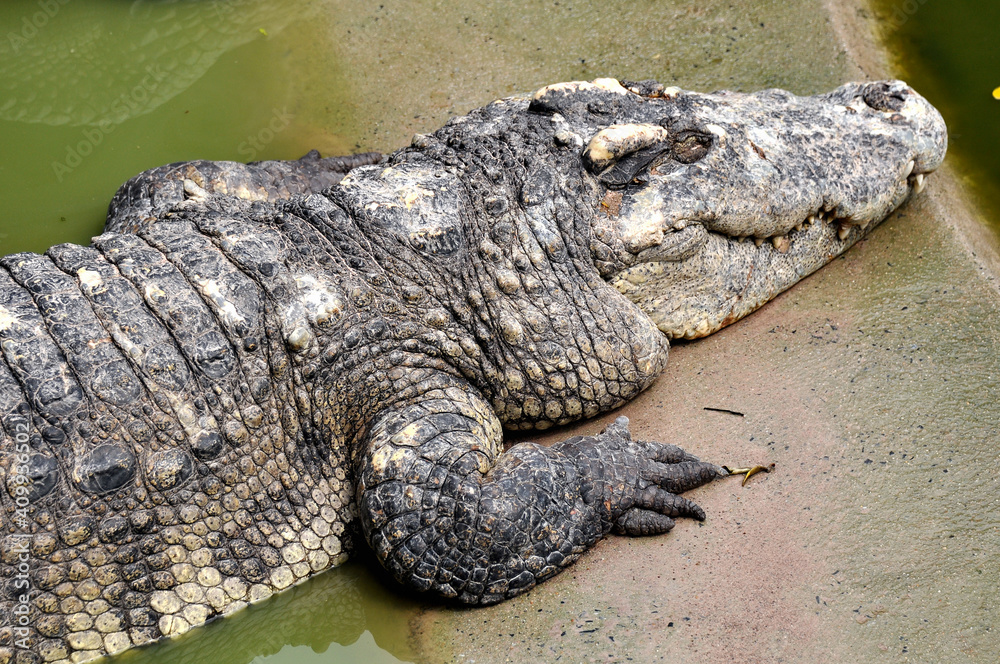 A large alligator in a free-range enclosure A large alligator in a free-range enclosure