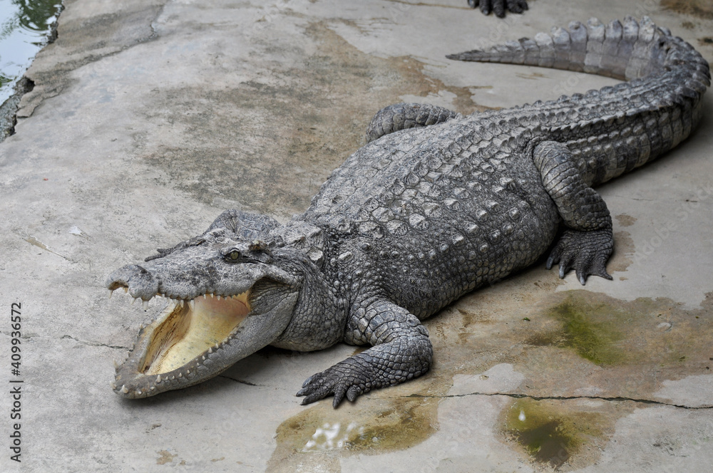 Fototapeta premium A large alligator in a free-range enclosure