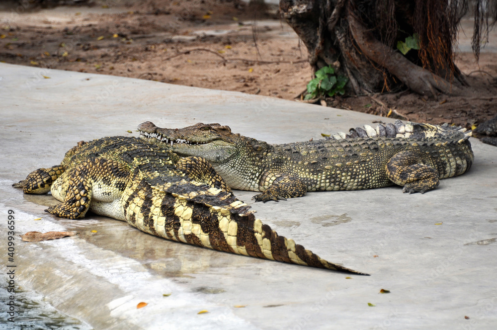 Fototapeta premium A large alligator in a free-range enclosure