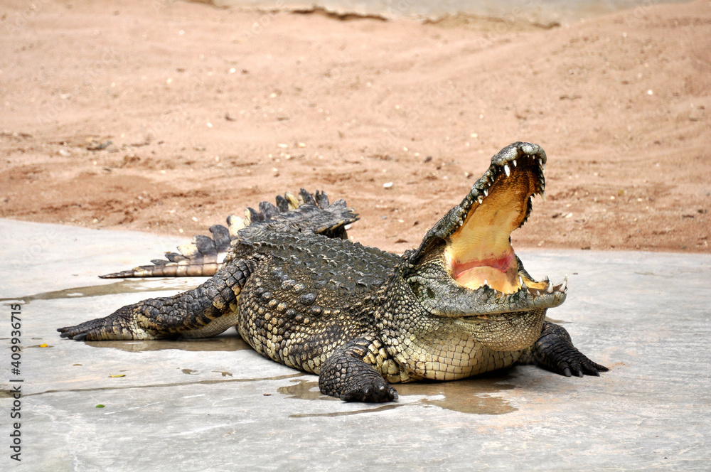 Naklejka premium A large alligator in a free-range enclosure