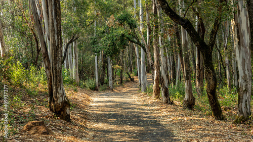 A landscape view of forest trails winding through tall eucalyptus trees.
