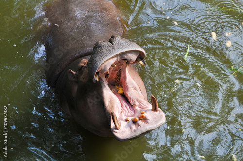 Hippopotamus in its natural habitat