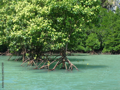 tree on the beach