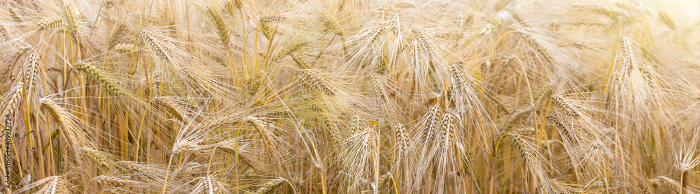 golden wheat field under sunlight in summer
golden wheat field under sunlight in summer