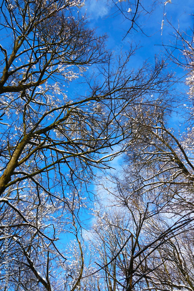 Snow covered treetops in a fairytale forest under beautiful clear day Snow covered treetops in a fairytale forest under beautiful clear day