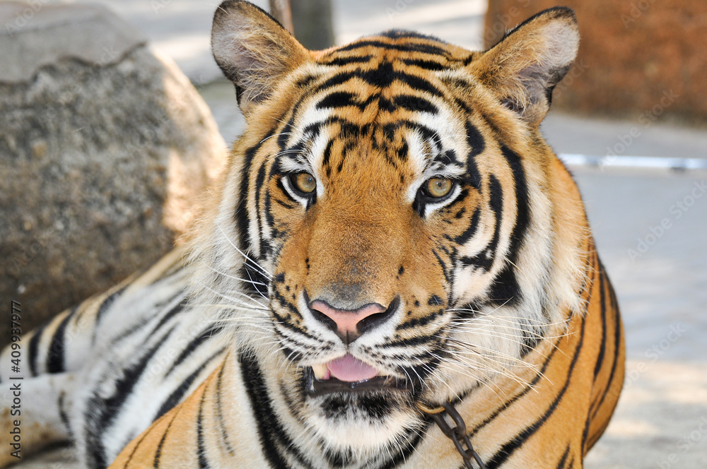Fototapeta premium bengal tiger in the enclosure