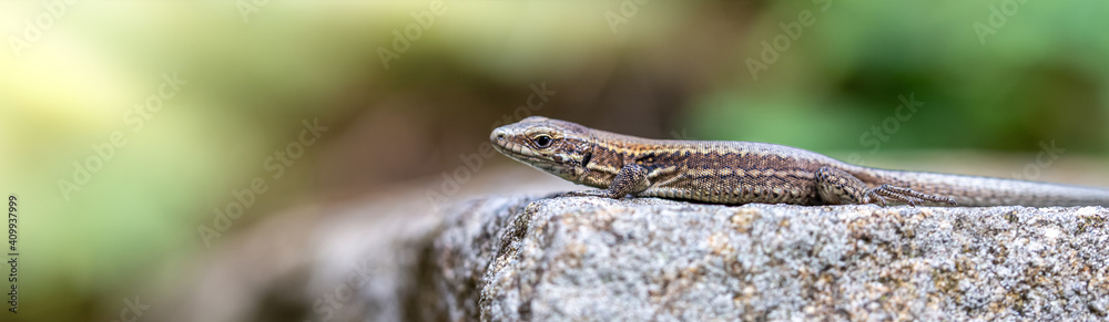 Naklejka premium macro of lizard under sunlight on the stone 