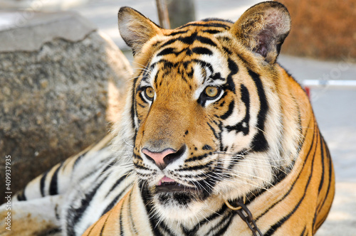 Fototapeta Naklejka Na Ścianę i Meble -  bengal tiger in the enclosure