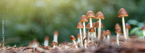 close up of mushroom under sunlight in the autumn forest	
 photo