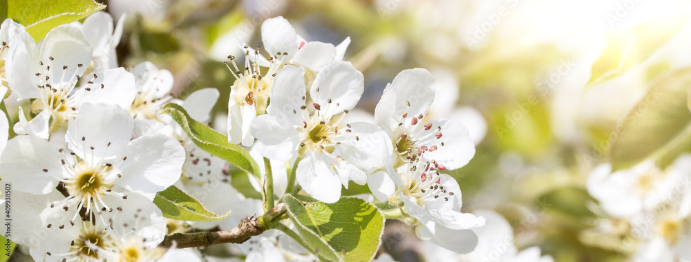 close up of cherry flowers under sunlight - spring time flowers close up of cherry flowers under sunlight - spring time flowers