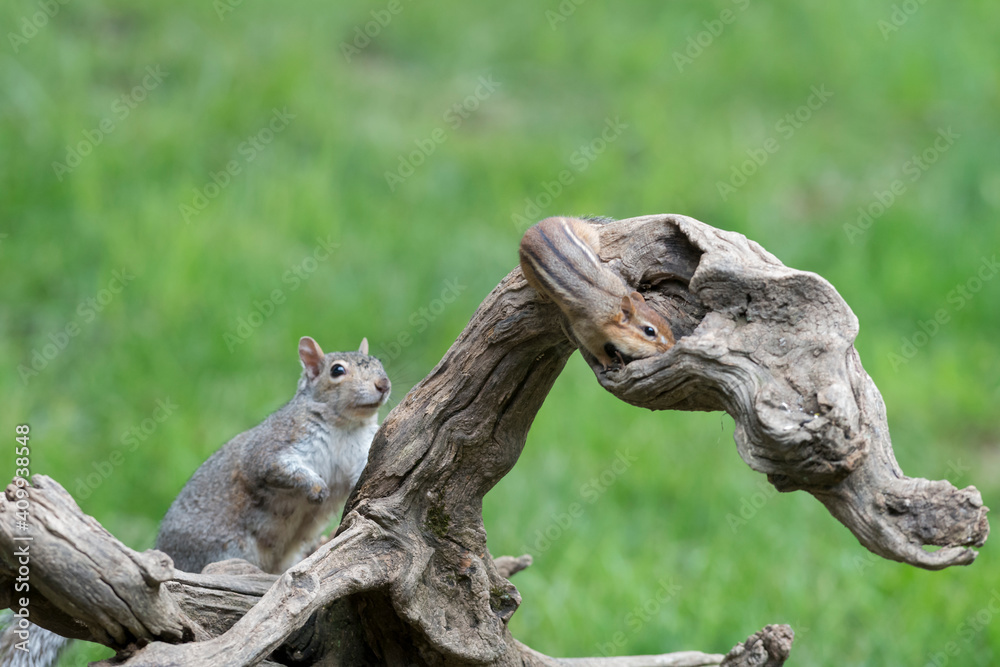 Eastern gray squirrel has predominantly gray fur Eastern gray squirrel has predominantly gray fur