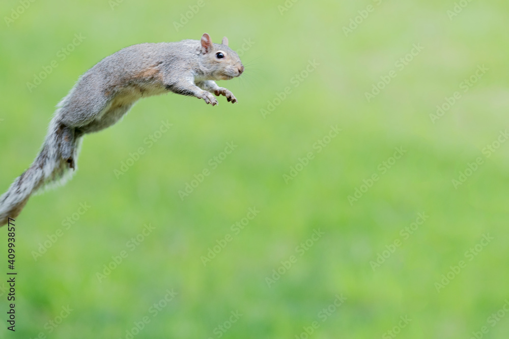 Obraz premium Eastern gray squirrel has predominantly gray fur