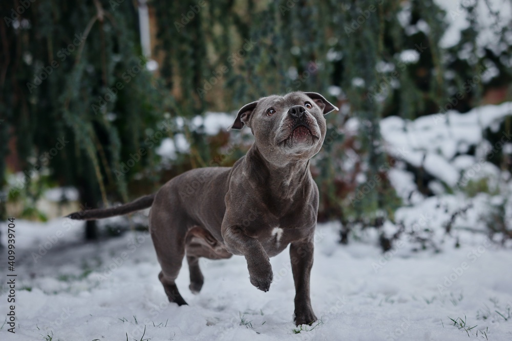 Grey staff dog sales