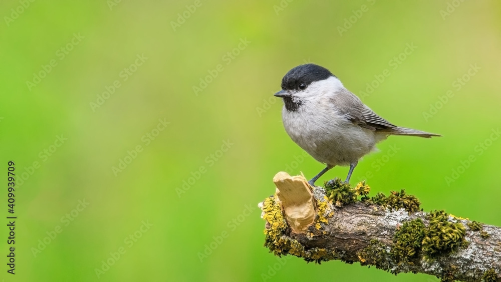 Fototapeta premium Marsh Tit sitting on a stick. Marsh Tit on a moss.