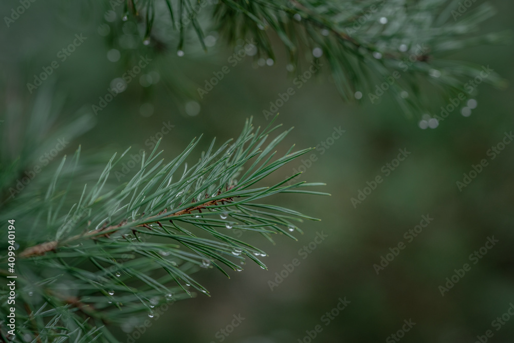 beautiful green fir branches with sharp needles on which the rain water drips