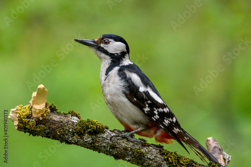 great spotted woodpecker on a branch © VitOt