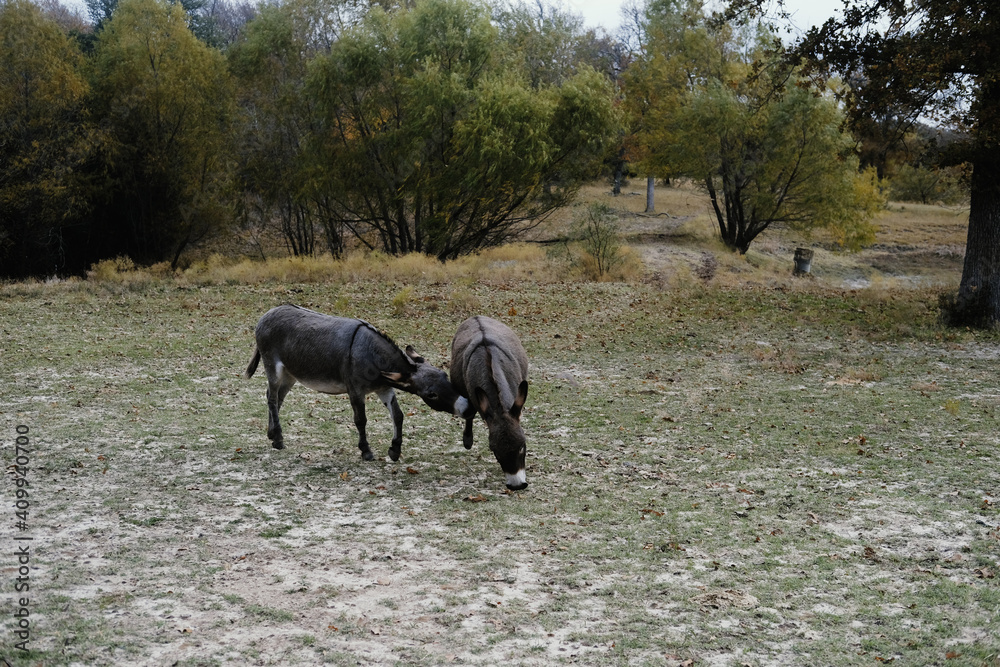 Mini donkeys playing in rural countryside. Mini donkeys playing in rural countryside.