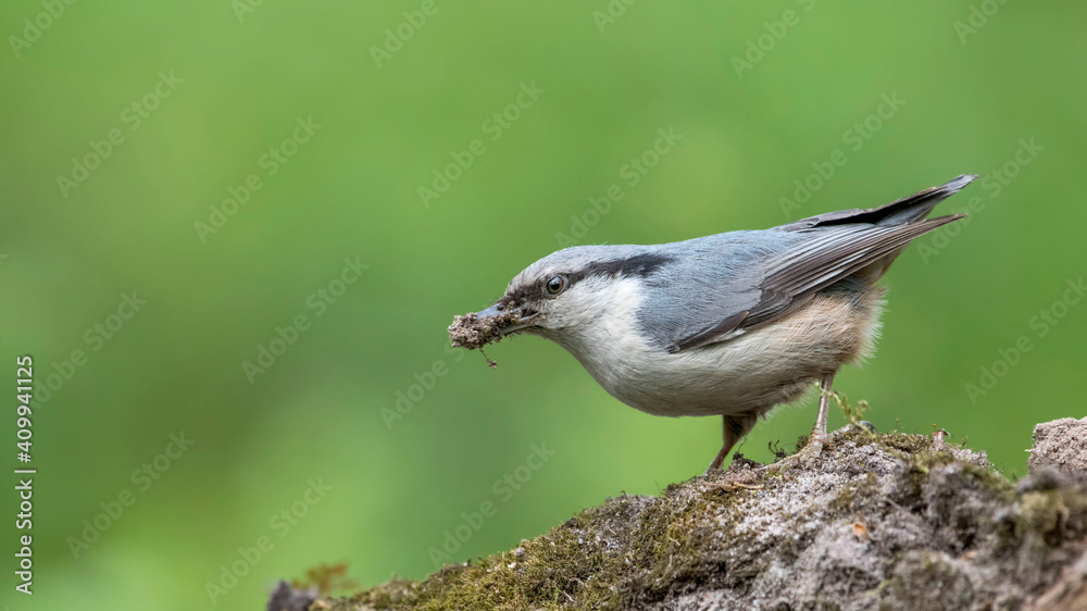 Obraz premium Eurasian Nuthatch siting on a stick