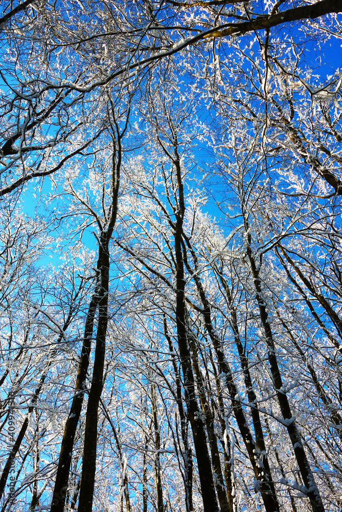 Snow covered treetops in a fairytale forest under beautiful clear day