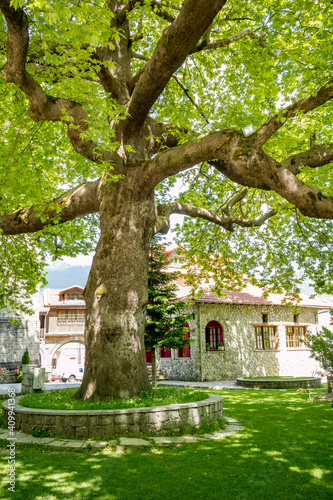 Giant sycamore tree in central park, spring street colorful view from town of Metsovo, Epirus, Greece. The establishment is popular winter ski Greek resort with old Balkans style houses