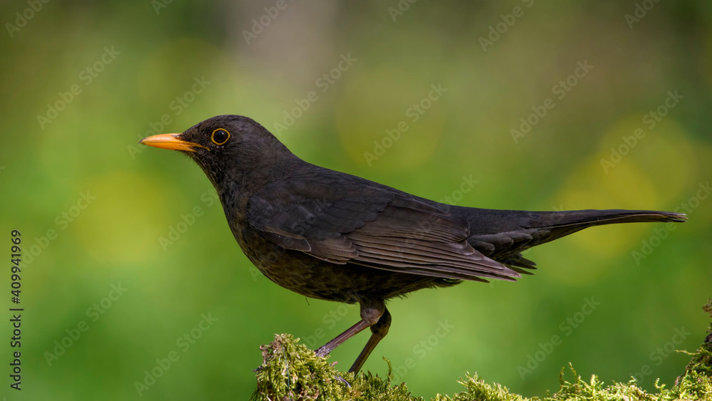 Common Blackbird on a branch Common Blackbird on a branch