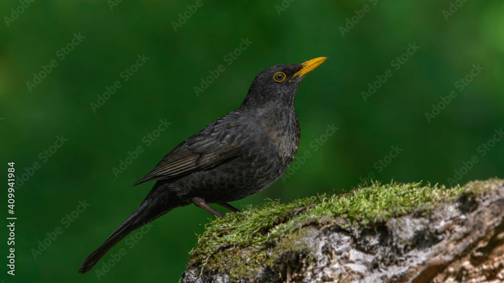Common Blackbird on a branch Common Blackbird on a branch