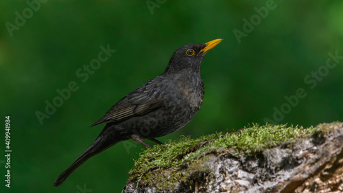 Common Blackbird on a branch © VitOt