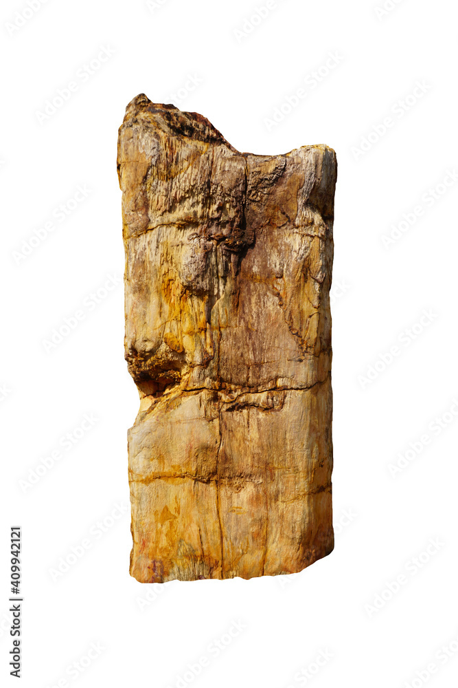 petrified wood rock isolated on white background with clipping path. Ancient wood changed into stone by nature. petrified wood rock isolated on white background with clipping path. Ancient wood changed into stone by nature.
