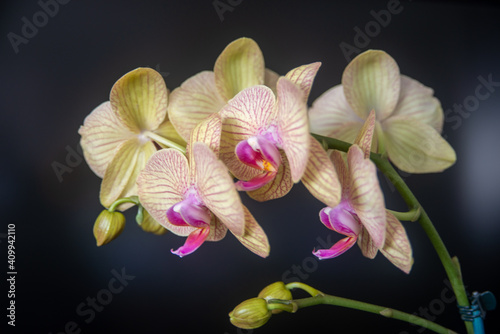 orchid on black background
