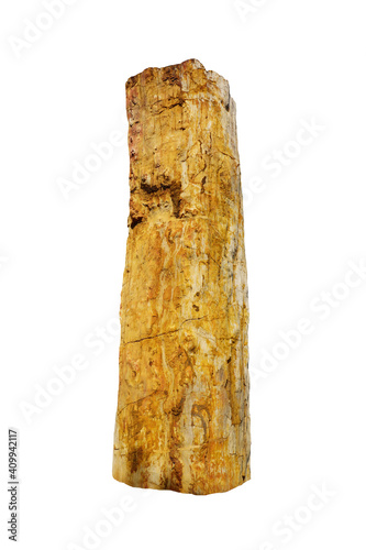 petrified wood rock isolated on white background with clipping path. Ancient wood  changed into stone by nature.