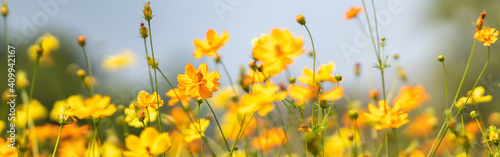 Closeup of yellow Cosmos flower on blurred green leaf background under sunlight with copy space using as background natural flora landscape, ecology cover page concept.