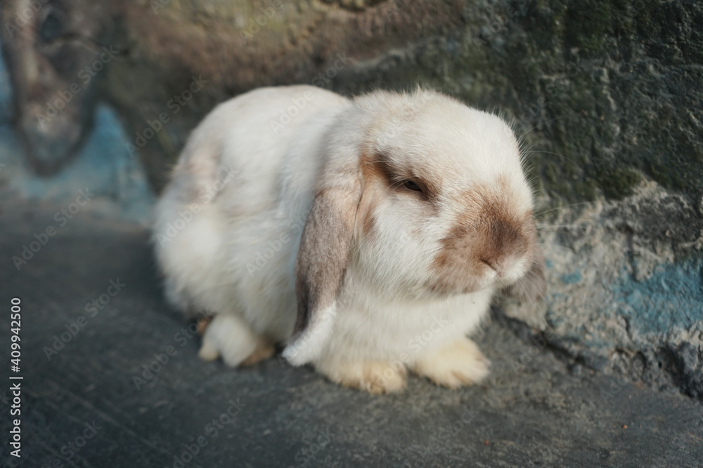 A lovely Holland Lop Rabbit on the ground.