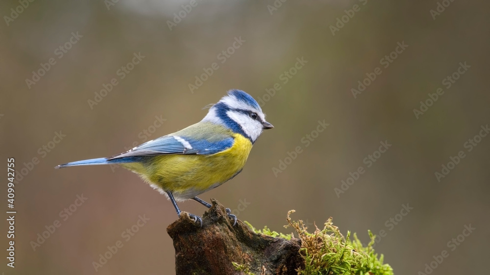 Obraz premium Eurasian Blue Tit sitting on the branch