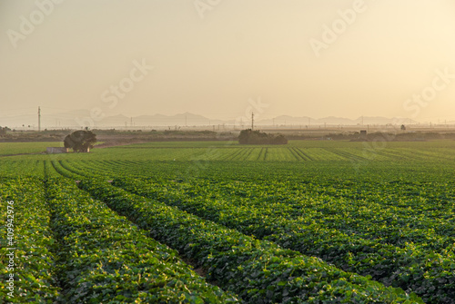 views of a large vegetable field