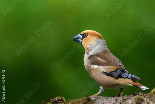 Wallpaper Mural Hawfinch sitting on the branch.