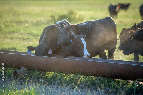 Dusty Angus crossbred heifers at a feed trough photo