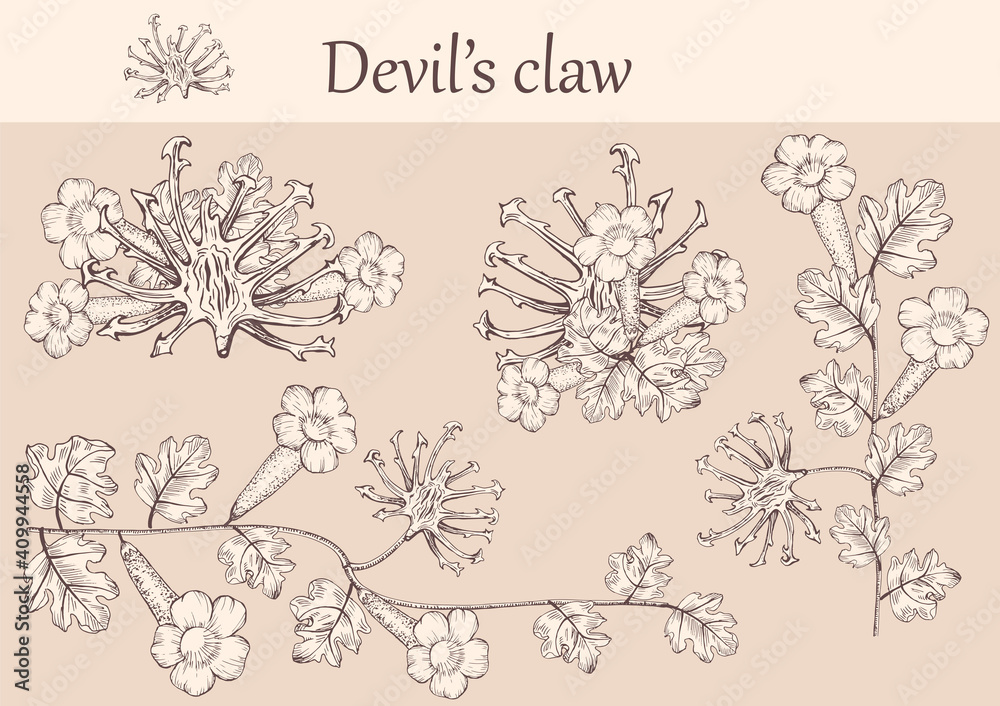 Hand-drawn image of devil's claw flowers with stems and leaves.botanical illustration. Healing Herbs for design Natural Cosmetics, aromatherapy,homeopathy.
