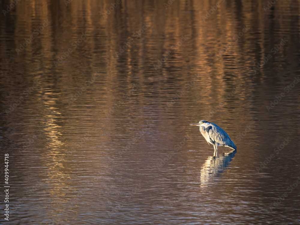 Fototapeta premium Night heron on a lake in Burgenland