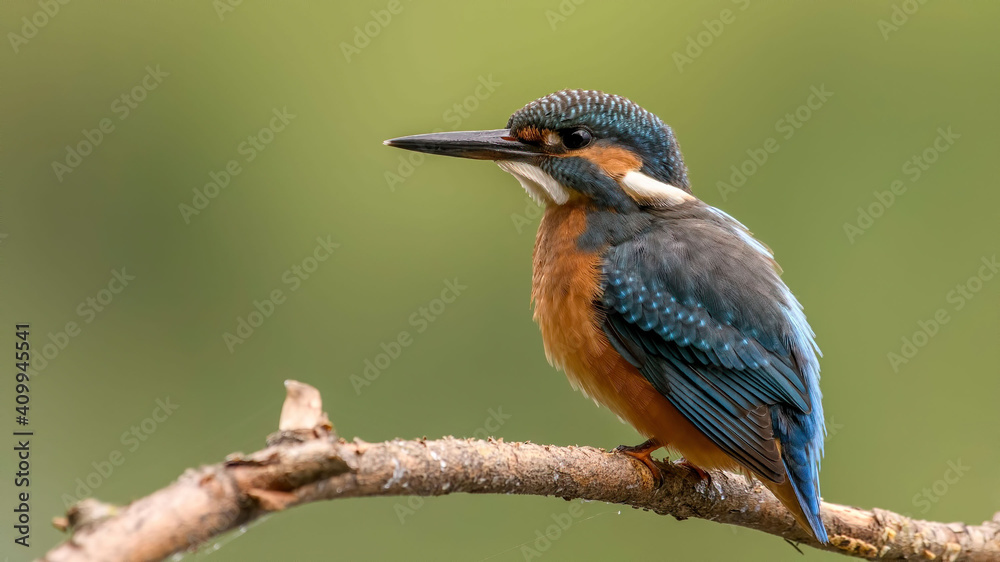 common kingfisher perched on branch common kingfisher perched on branch