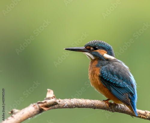 common kingfisher perched on branch © VitOt