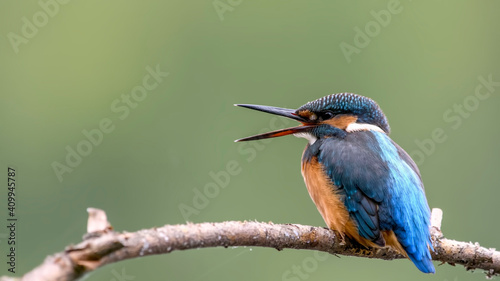 common kingfisher perched on branch © VitOt